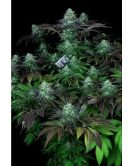 DARKSTAR (2U) - TH SEEDS