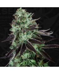 DARKSTAR (2U) - TH SEEDS