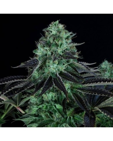 DARKSTAR (2U) - TH SEEDS