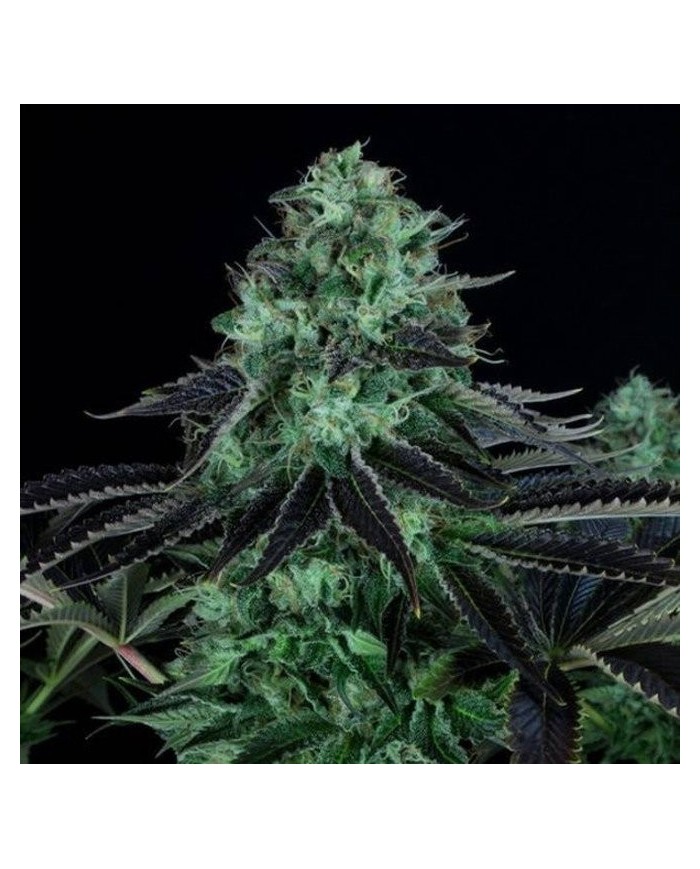 DARKSTAR (2U) - TH SEEDS