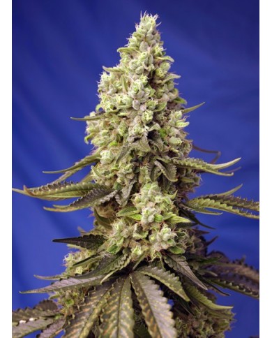 RUNTZ XL AUTO (3U+1) - SWEET SEEDS