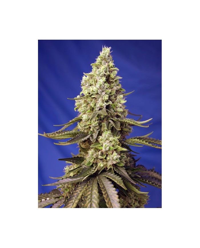 RUNTZ XL AUTO (3U+1) - SWEET SEEDS