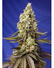 RUNTZ XL AUTO (3U+1) - SWEET SEEDS