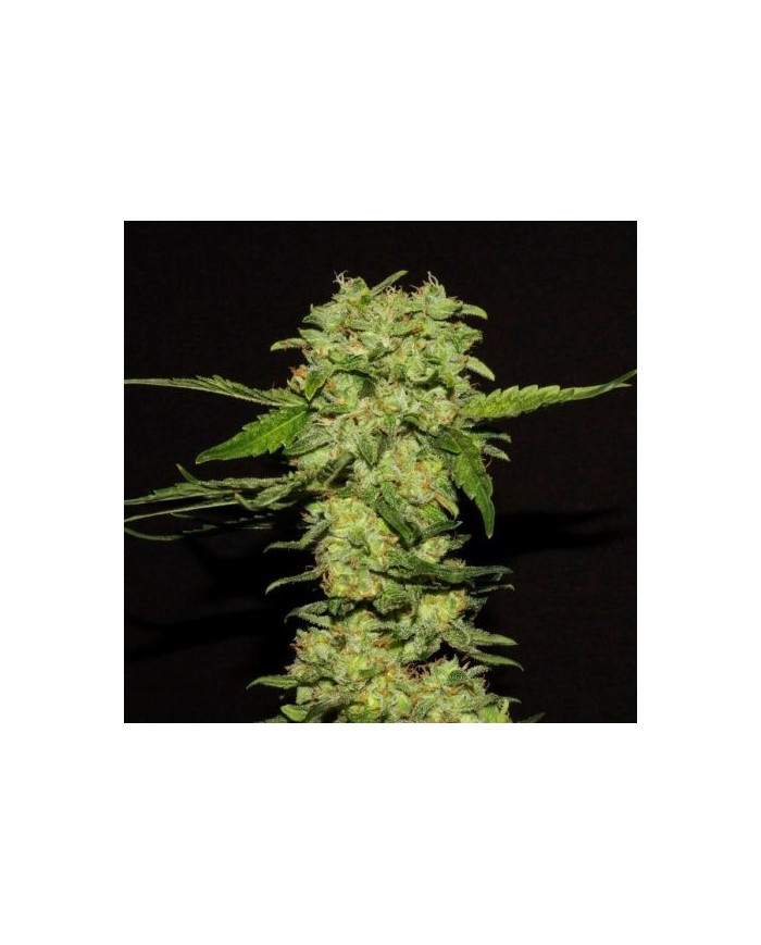 PORTELA (3U) - RKIEM SEEDS