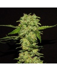 PORTELA (3U) - RKIEM SEEDS