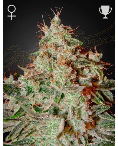 LEMON SKUNK (3U) - GREEN HOUSE SEEDS