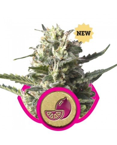 LEMON SHINING SILVER HAZE (3U) - ROYAL QUEEN SEEDS