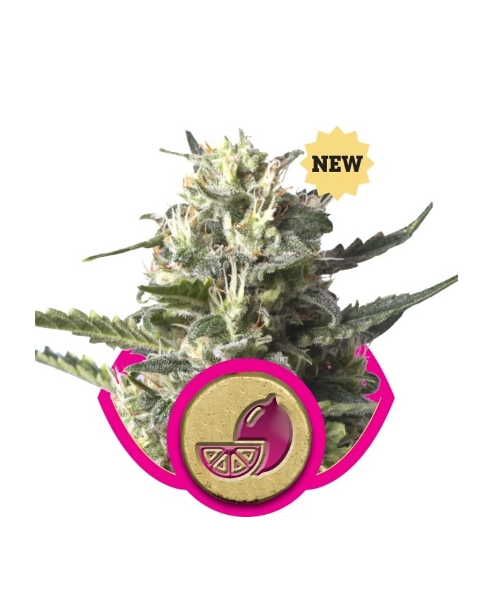 LEMON SHINING SILVER HAZE (3U) - ROYAL QUEEN SEEDS