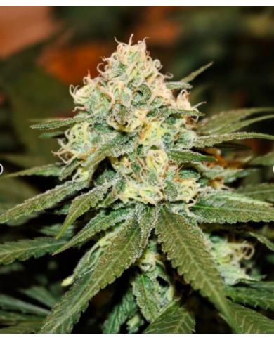 LEMON SHINING SILVER HAZE (3U) - ROYAL QUEEN SEEDS