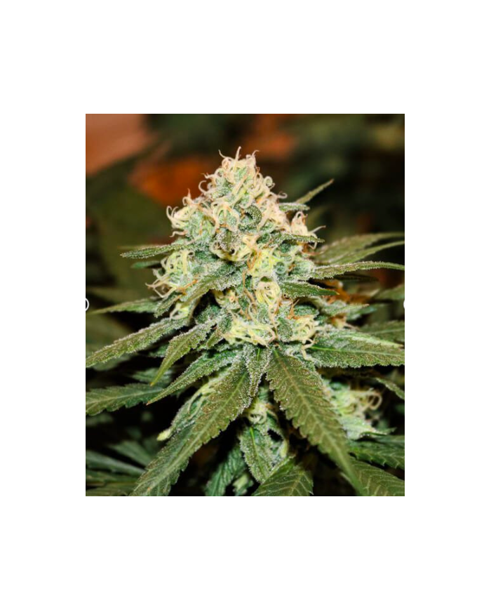LEMON SHINING SILVER HAZE (3U) - ROYAL QUEEN SEEDS