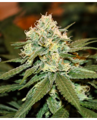 LEMON SHINING SILVER HAZE (3U) - ROYAL QUEEN SEEDS