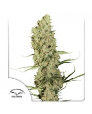 JACK HERER (3U) - SENSI SEEDS