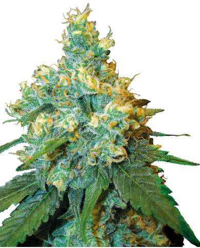 JACK HERER (3U) - SENSI SEEDS