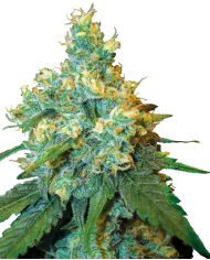 EL GAUCHO FASTER (4U) - BSF SEEDS