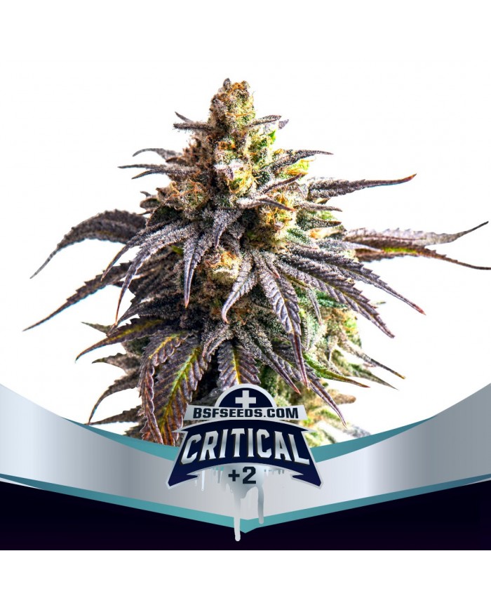 CRITICAL +2 XXL AUTO (2U) - BSF SEEDS