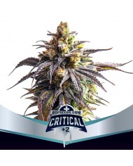 CRITICAL +2 XXL AUTO (2U) - BSF SEEDS
