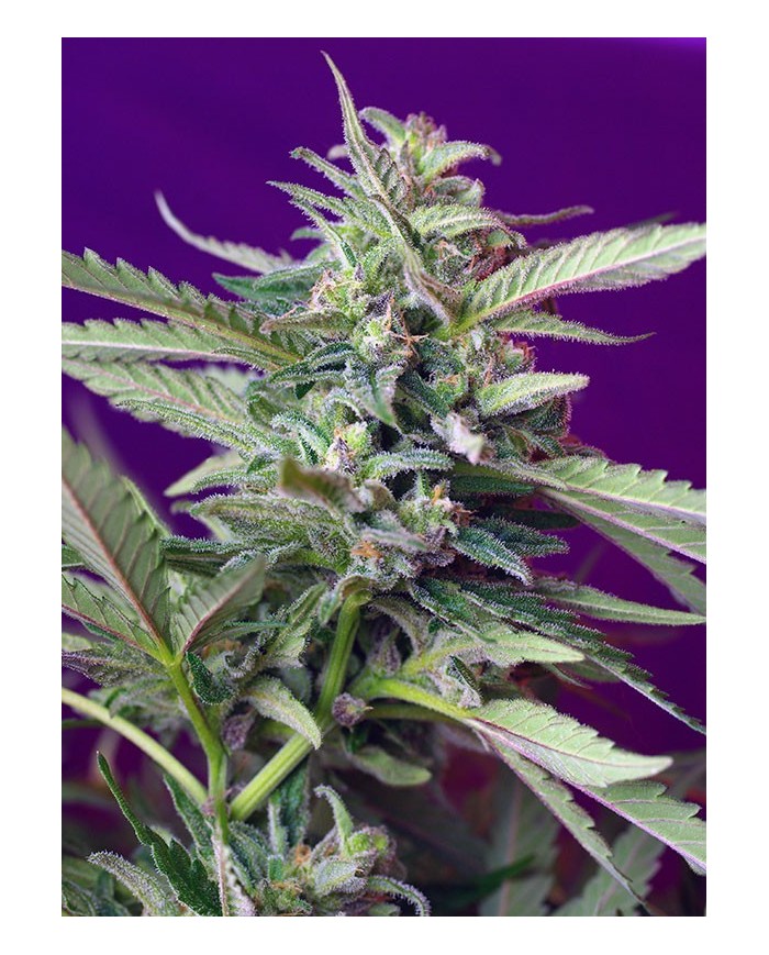 AUTO SAD (3U+1) - SWEET SEEDS