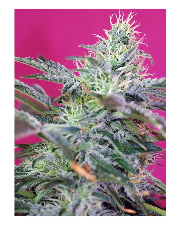 AUTO SWEET CHEESE (3U+1) - SWEET SEEDS