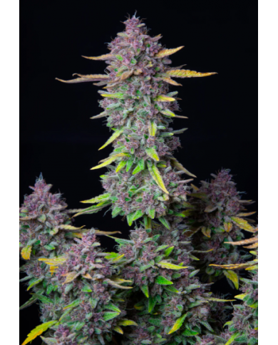 PURPLE PUNCH AUTO (3U) - FASTBUDS