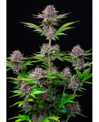 PURPLE PUNCH AUTO (3U) - FASTBUDS