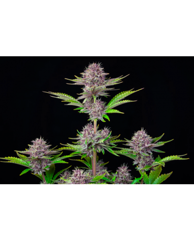 PURPLE PUNCH AUTO (3U) - FASTBUDS