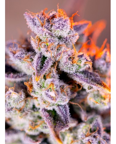 AUTO TROPICANNA POISON XL (3U+1) - SWEET SEEDS