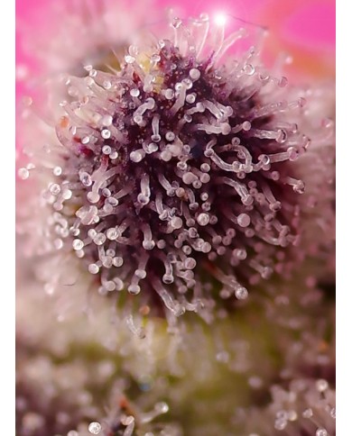 AUTO TROPICANNA POISON XL (3U+1) - SWEET SEEDS