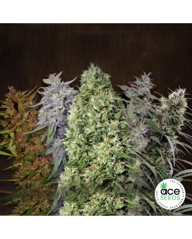ACE MIX (5U) - ACE SEEDS ACE MIX (5U) - ACE SEEDS