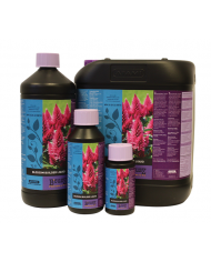 BLOSSOM BUILDER 100ML - B'CUZZ ATAMI