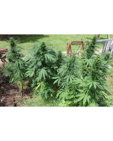 MOROCCO BELDIA KIF (5U) - ACE SEEDS
