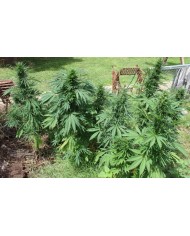 MOROCCO BELDIA KIF (5U) - ACE SEEDS