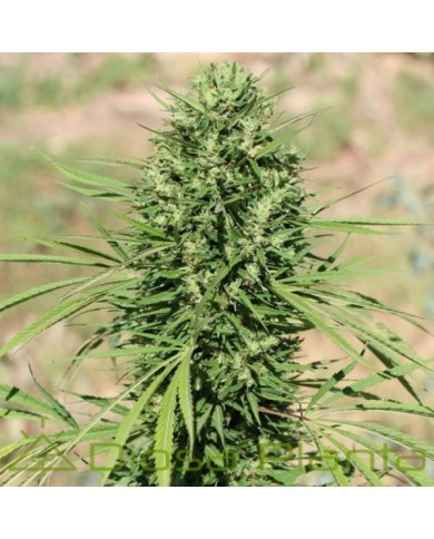 MOROCCO BELDIA KIF (5U) - ACE SEEDS MOROCCO BELDIA KIF (5U) - ACE SEEDS
