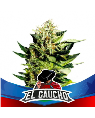 EL GAUCHO FASTER (4U) - BSF SEEDS