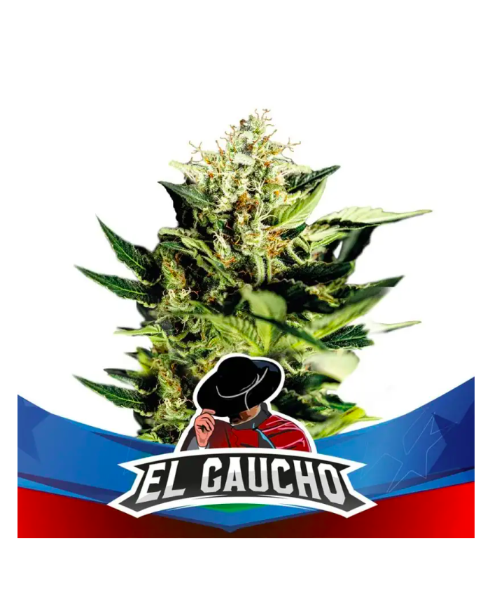 EL GAUCHO FASTER (4U) - BSF SEEDS