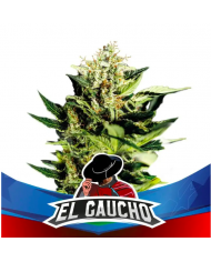 EL GAUCHO FASTER (4U) - BSF SEEDS