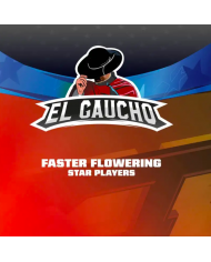 EL GAUCHO FASTER (4U) - BSF SEEDS