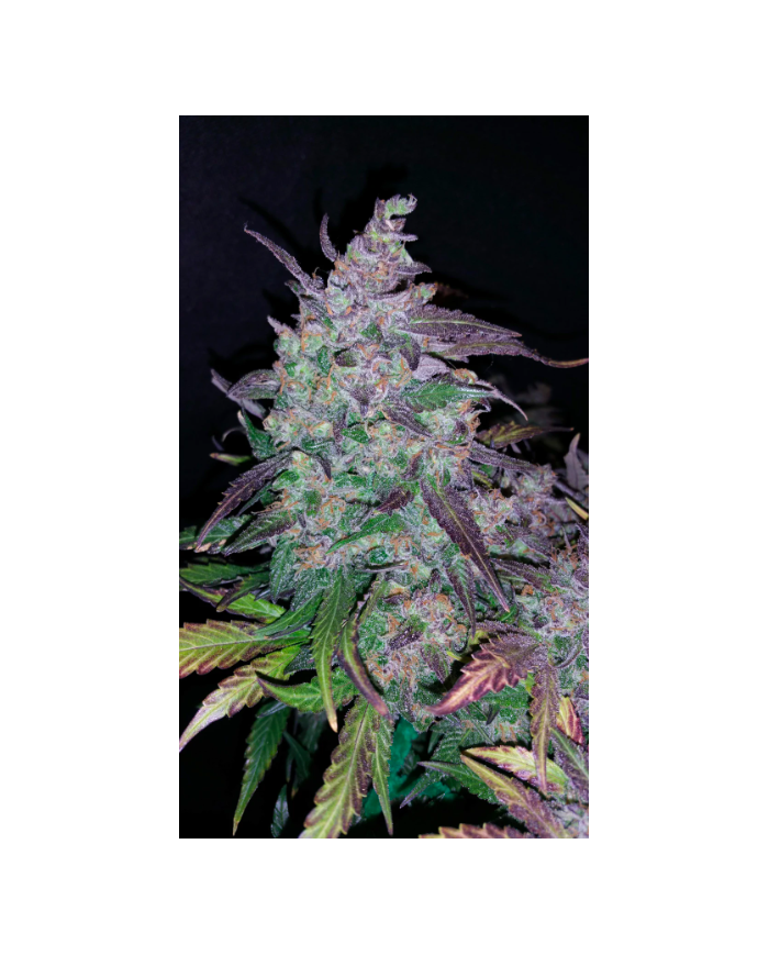 FASTBERRY (3U) - FASTBUDS