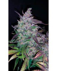 FASTBERRY (3U) - FASTBUDS