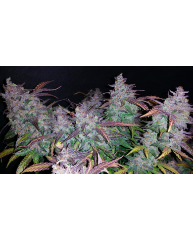 FASTBERRY (3U) - FASTBUDS