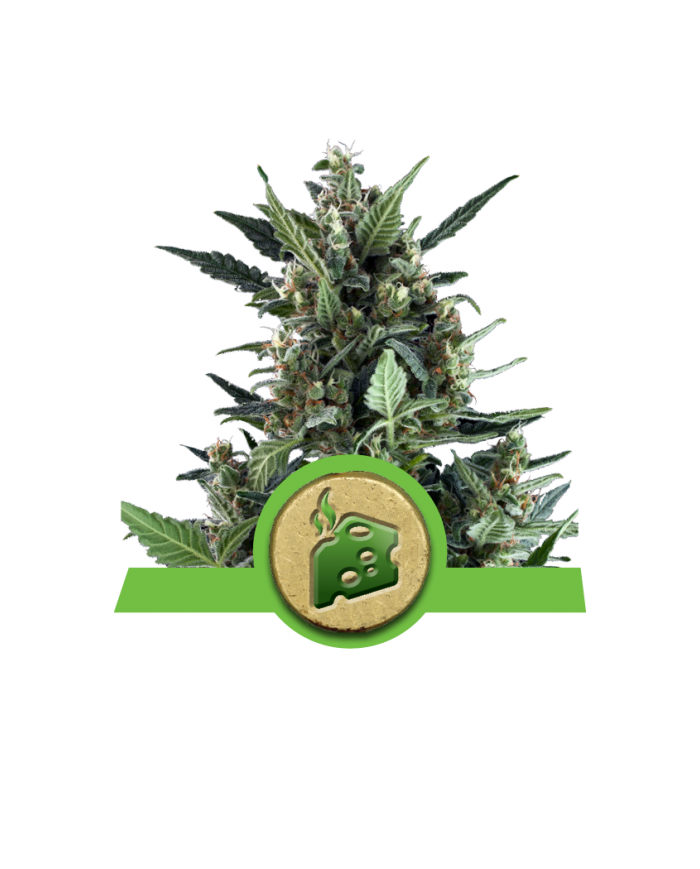 BLUE CHEESE AUTO (3U) - ROYAL QUEEN SEEDS
