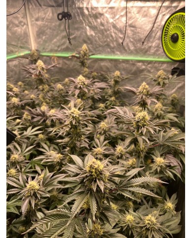 TRIPLE CHOCOLATE CHIP X JEALOUSY (12U) - PATAGONIA SEEDS TRIPLE CHOCOLATE CHIP X JEALOUSY (12U) - PATAGONIA SEEDS