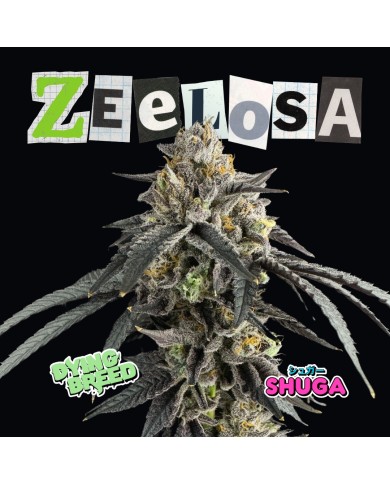 ZEELOSA (10U) - DYING BREED x SHUGA ZEELOSA (10U) - DYING BREED x SHUGA