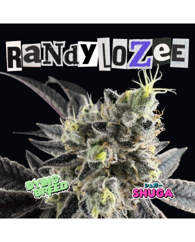 RANDYLOZEE (10U) - DYING BREED x SHUGA RANDYLOZEE (10U) - DYING BREED x SHUGA