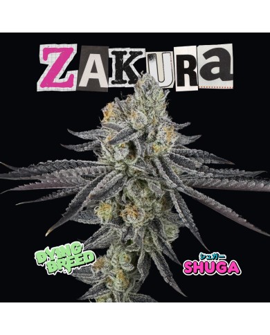 ZAKURA (10U) - DYING BREED x SHUGA ZAKURA (10U) - DYING BREED x SHUGA
