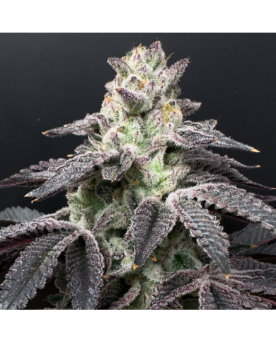 WAIFU REGULARES (6U) - SHUGA SEEDS WAIFU REGULARES (6U) - SHUGA SEEDS