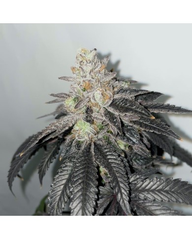 RANDYLOSA (6U) - SHUGA SEEDS