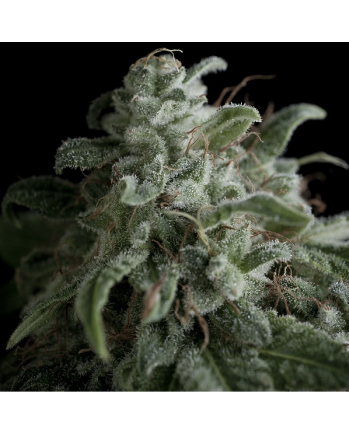 AUTO NEFERTITI (3U+1) - PYRAMID SEEDS