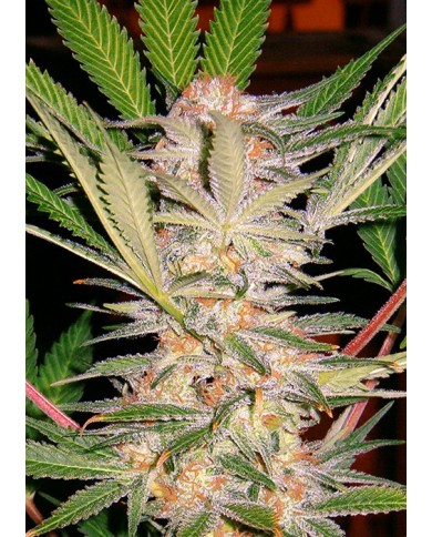 SAD S1 (3U+1) - SWEET SEEDS