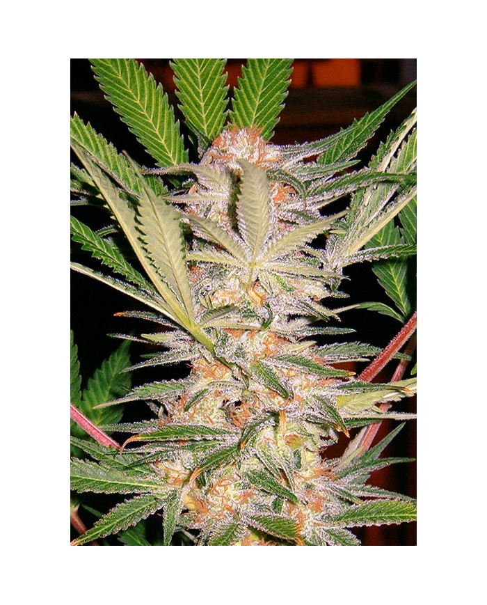 SAD S1 (3U+1) - SWEET SEEDS