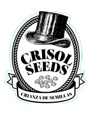 CRISOL SEEDS